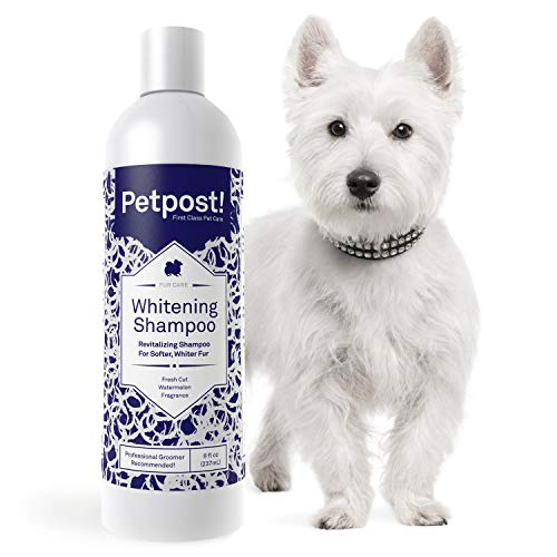 Petpost | Shampoo Blanqueador para Perros – El Mejor Tratamiento de Aclaramiento para Perros con Pelaje Blanco – Calmante Fragancia de Sandía – para Malteses, Shih Tzu, Caniche – 474 mL