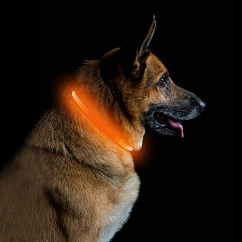 PetIsay Collar de Perro LED, USB Recargable Collar de Seguridad para Mascotas Impermeable hasta la Longitud de 70 cm (27.5in) Collar de Destello Ajustable ... (Naranja)