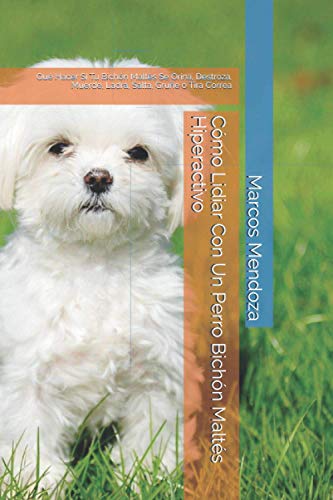 Cómo Lidiar Con Un Perro Bichón Maltés Hiperactivo: Qué Hacer Si Tu Bichón Maltés Se Orina, Destroza, Muerde, Ladra, Salta, Gruñe o Tira Correa