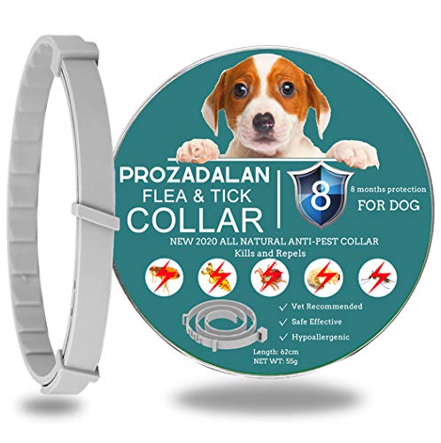 Collar Antipulgas para Perros, 100% Natural Perro Collar Antiparasitario, 8 Meses de Protección para Perros, Ayuda a Cachorros, Perros Medianos y Grandes a Repeler Eficazmente Piojos, Pulgas y Plagas